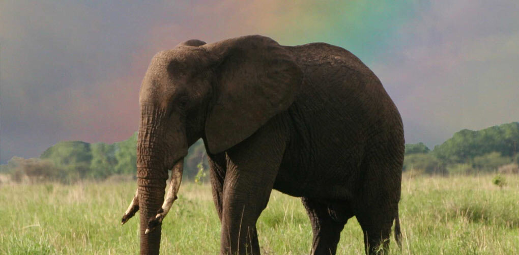 SEE A REAL LIVE ELEPHANT ON SAFARI