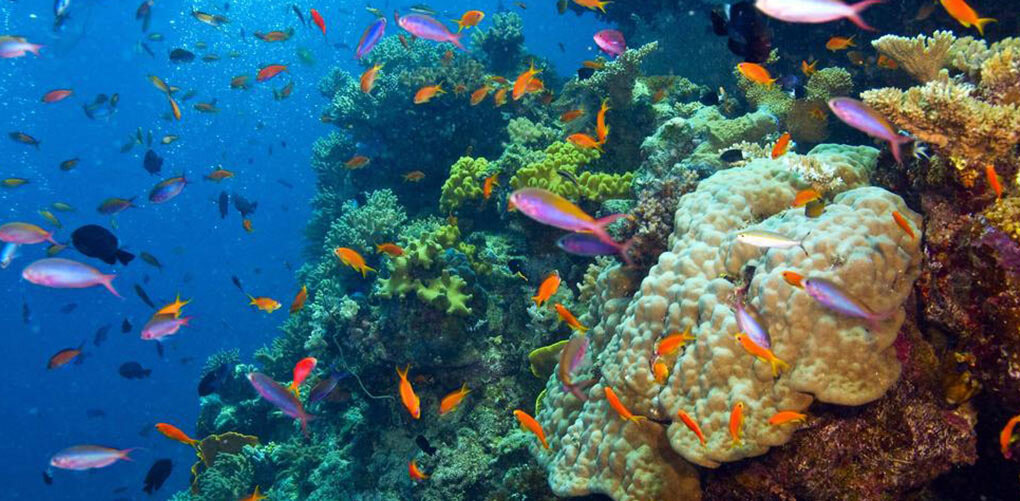 SCUBA DIVE THE GREAT BARRIER REEF